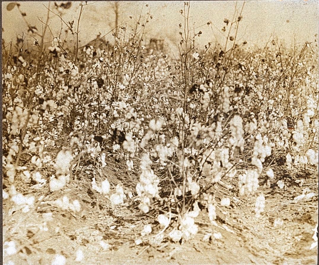 A field of cotton
